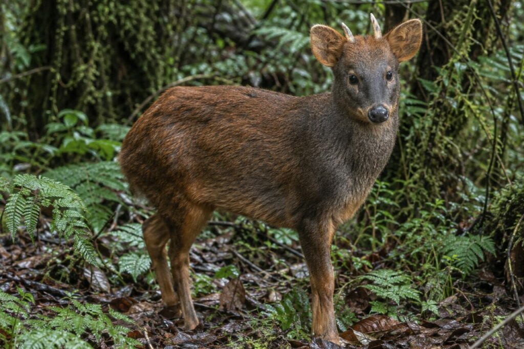 Exploration du pudu du Sud dans la litière forestière humide