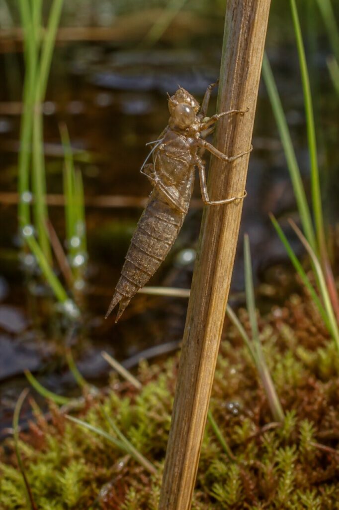 Exuvie de Libellula quadrimaculata accrochée à une tige au bord d’une tourbière européenne