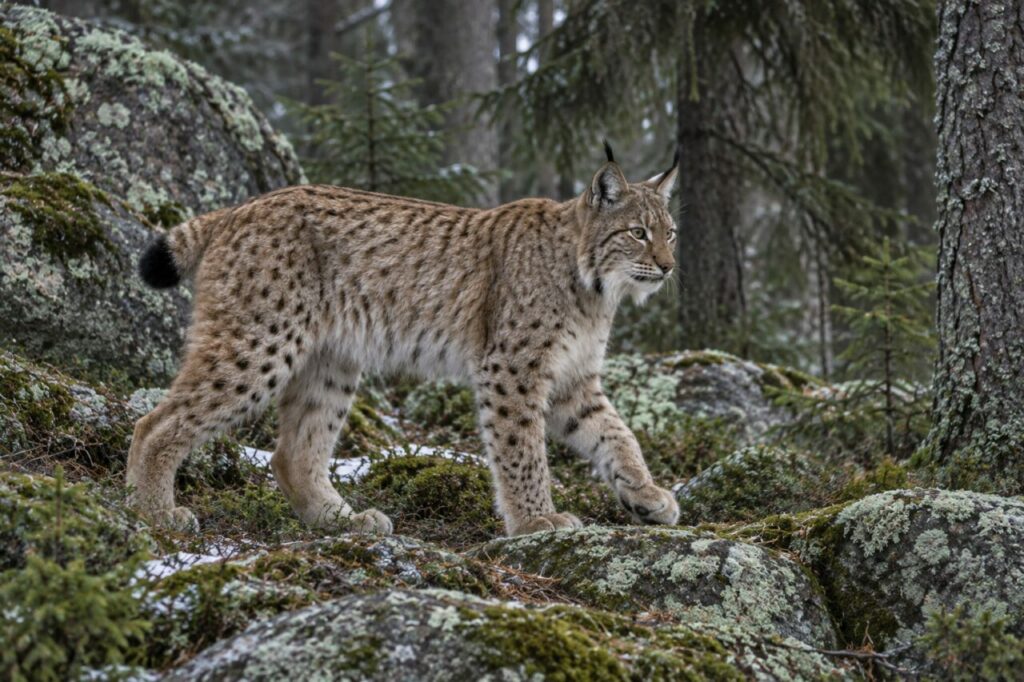 Sous les épicéas sur les rochers moussus — lynx eurasien (Lynx lynx)