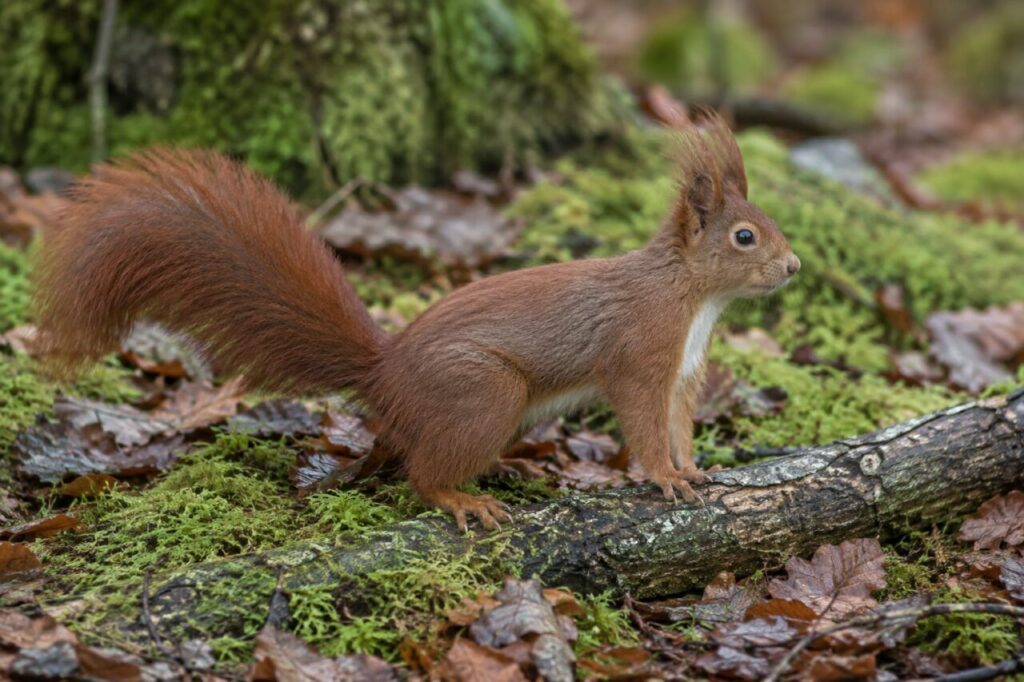 Zwischen Buchenblättern und Moos — Eurasisches Eichhörnchen (Sciurus vulgaris)