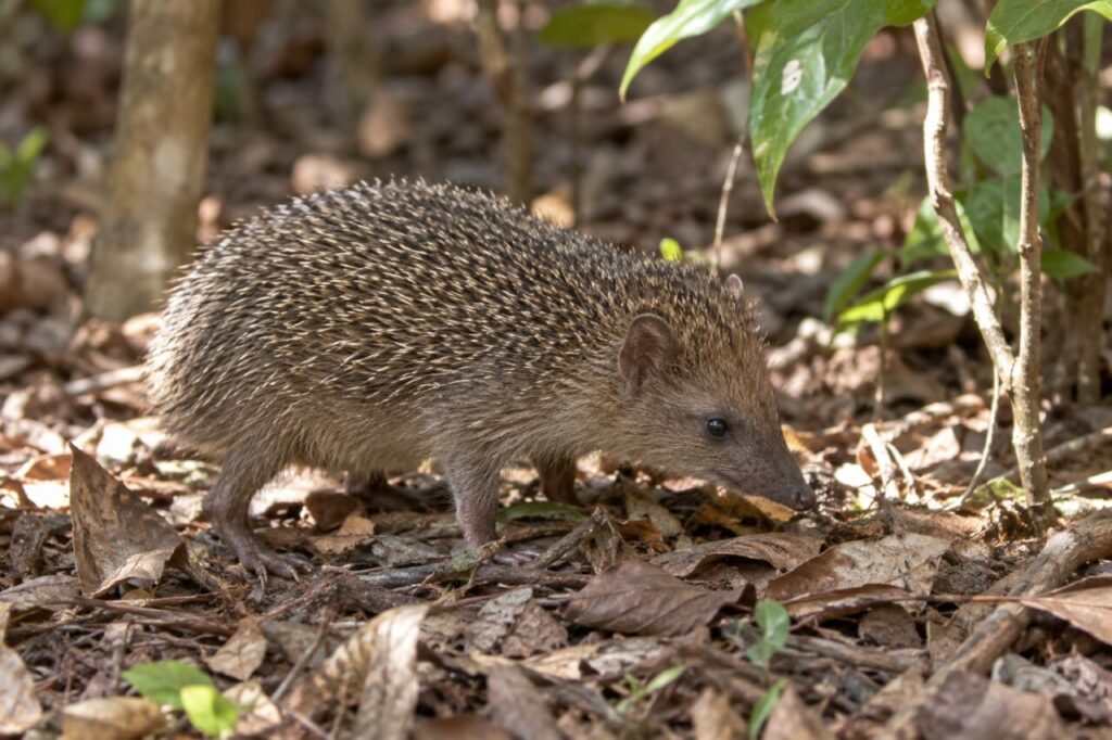 Petit tenrec-hérisson brun dans la litière d’un sous-bois malgache