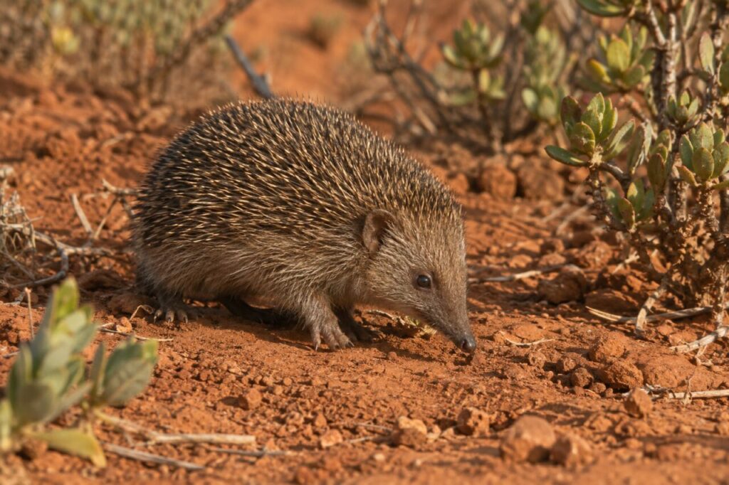 Tenrec-hérisson compact sur un sol rouge parmi les arbustes épineux de Madagascar