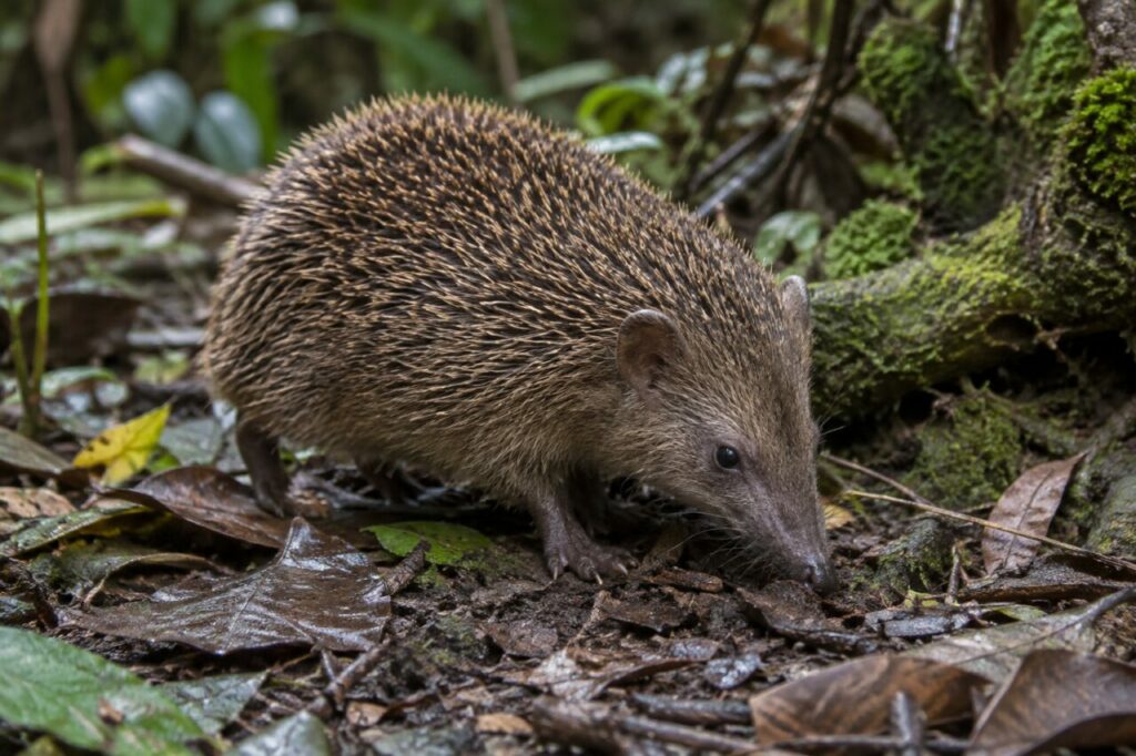 Tenrec-hérisson brun explorant un sol humide sous les racines en forêt malgache