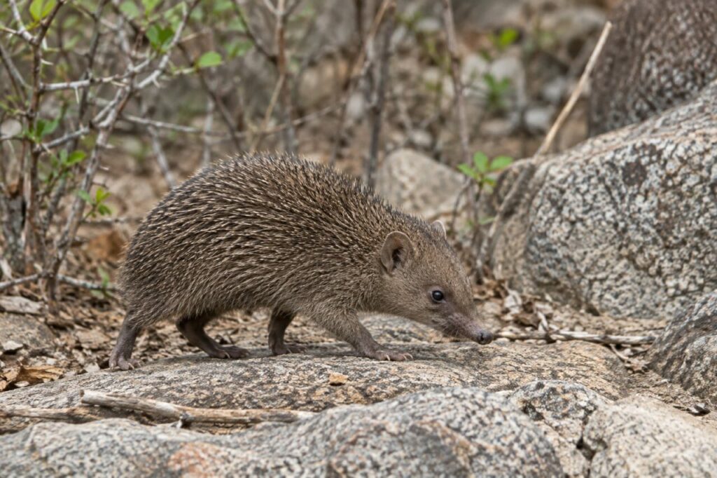 Tenrec-hérisson gris-brun marchant sur les rochers d’un maquis sec malgache