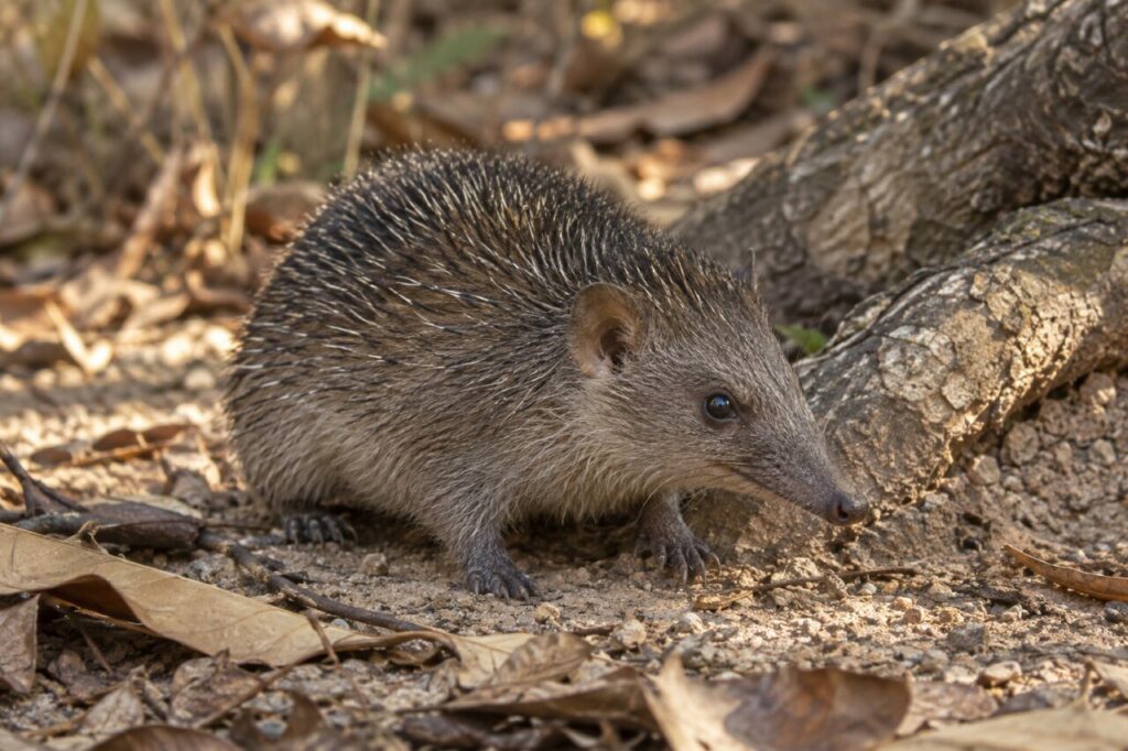 Petit tenrec-hérisson brun près d’une souche dans le bois sec de Madagascar