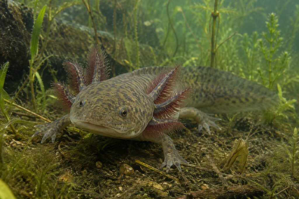 Axolotl tacheté parmi les plantes aquatiques