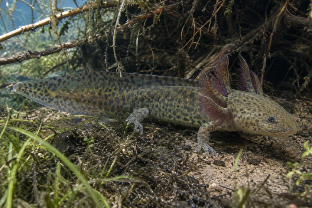 Axolotl sous des racines immergées