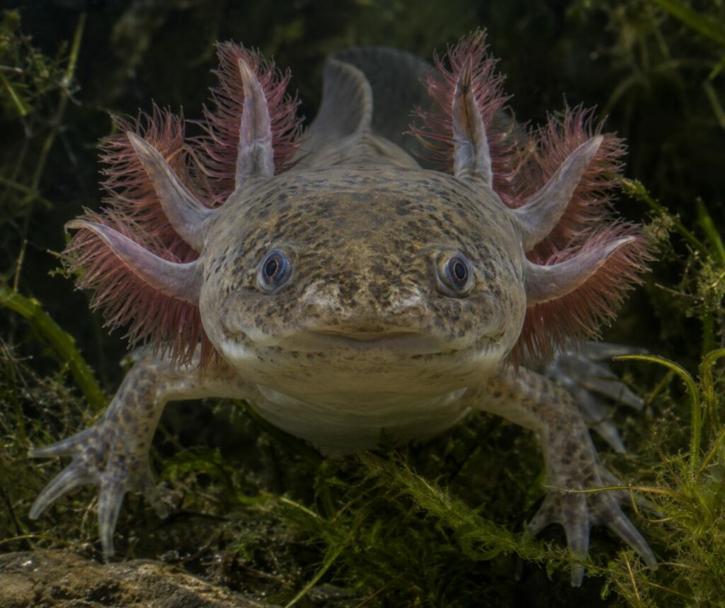 Axolotl de face entre les plantes aquatiques