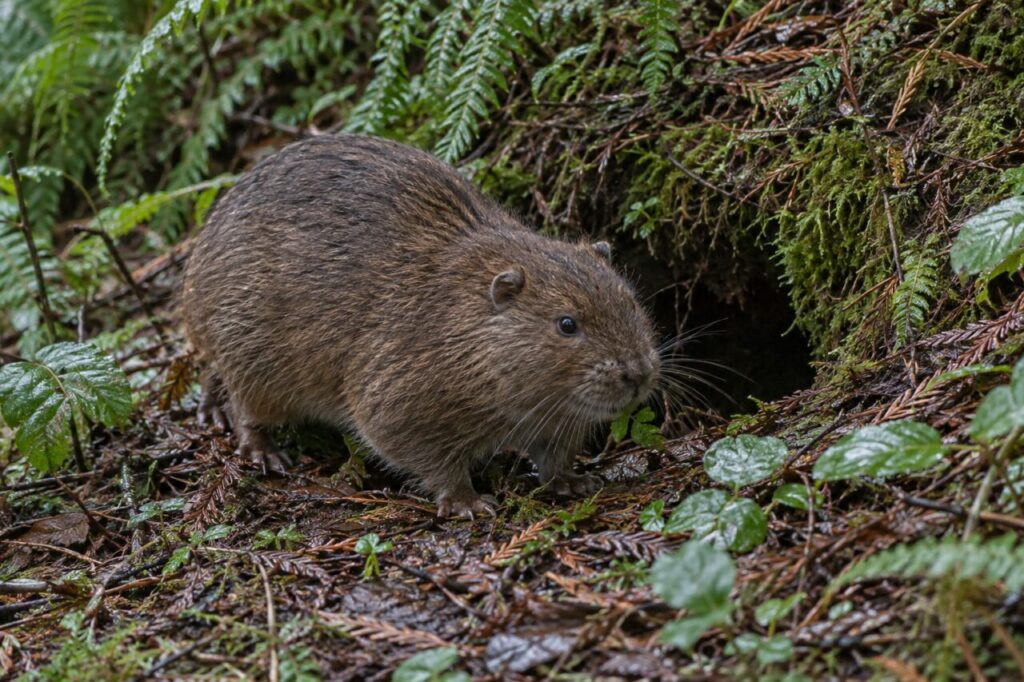 Aplodonte dans un terrier humide du sous-bois du Pacifique