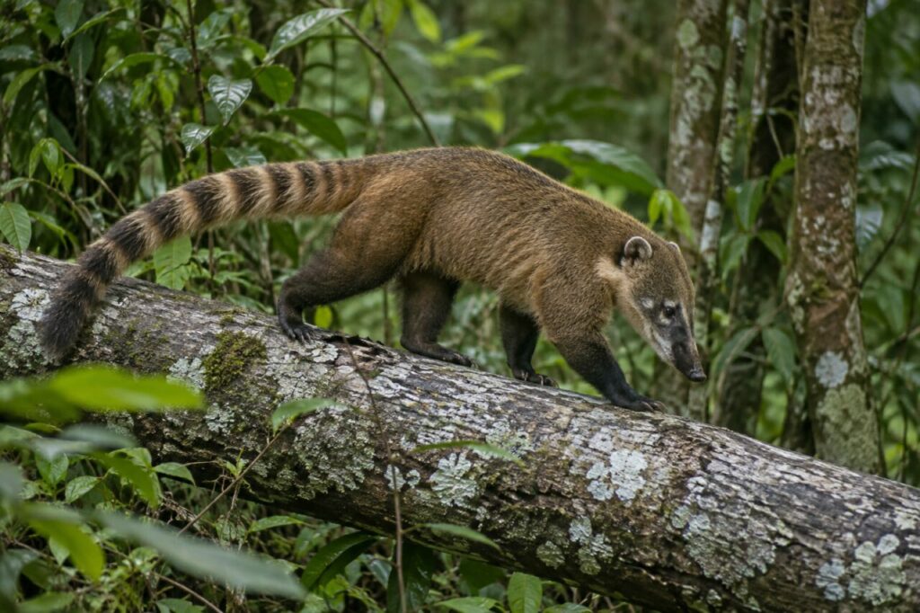 Coati roux en équilibre sur un tronc couvert de lichens