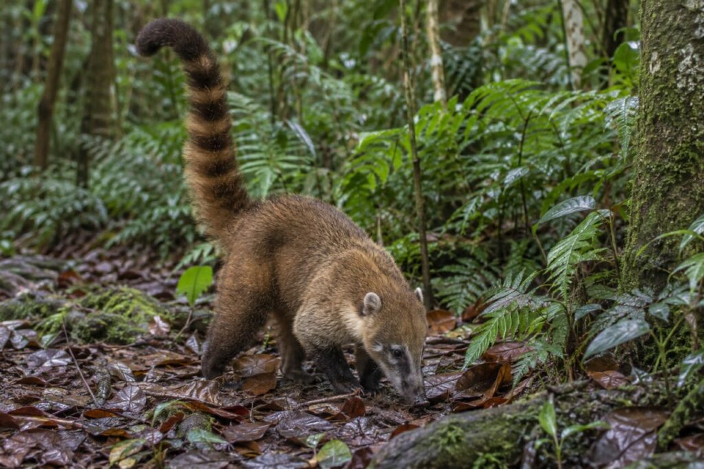 Coati roux fouillant la litière humide d’un sous-bois
