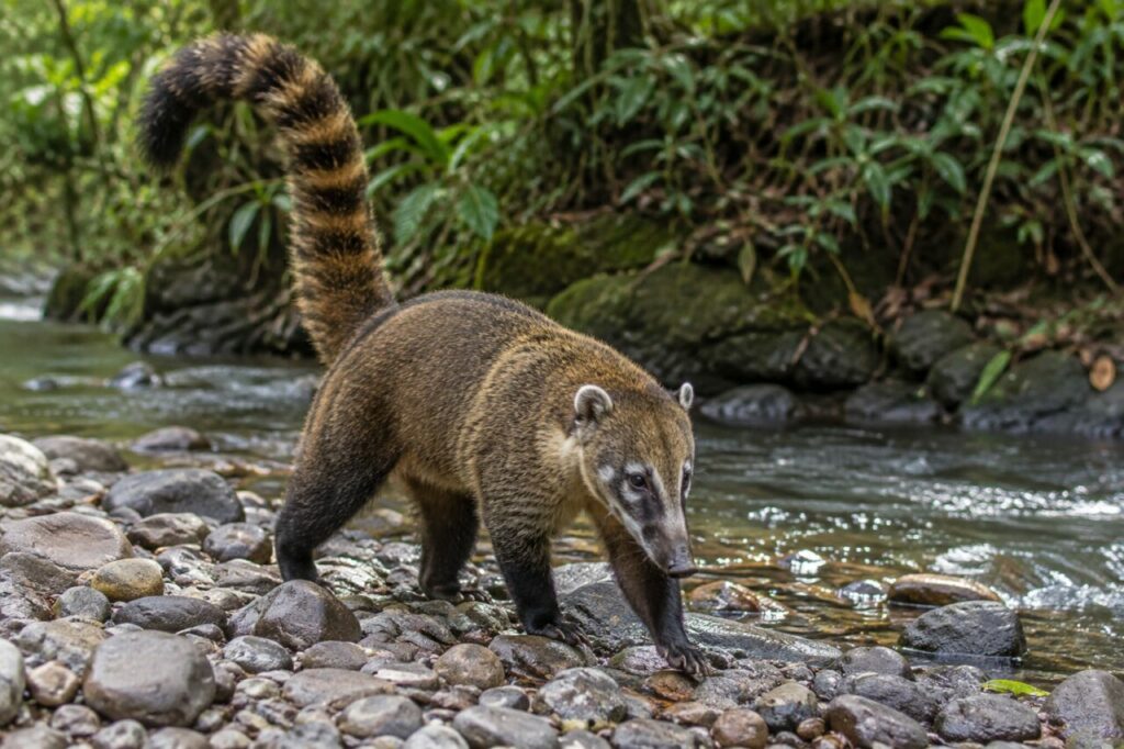 Coati roux marchant sur les pierres d’une berge forestière