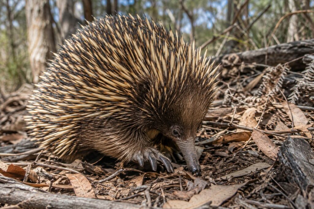 Dans la litière, l’Échidné à nez court explore les eucalyptus australiens