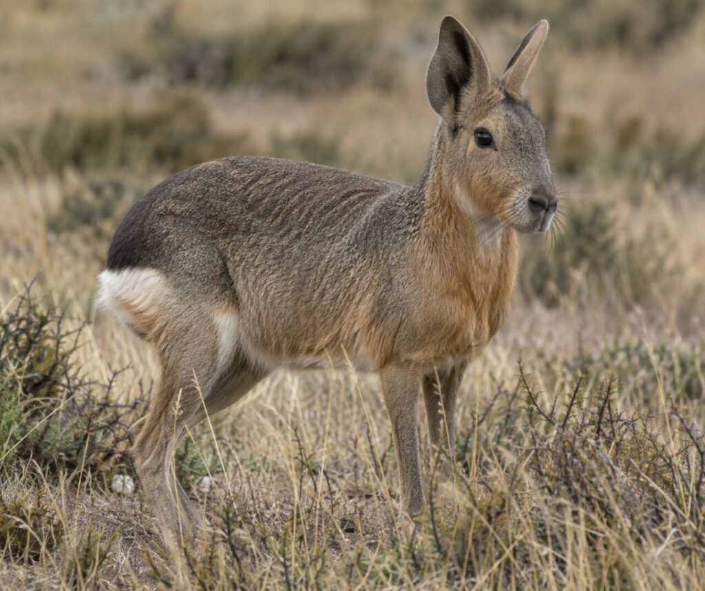 Mara de Patagonie dans une steppe arbustive sèche