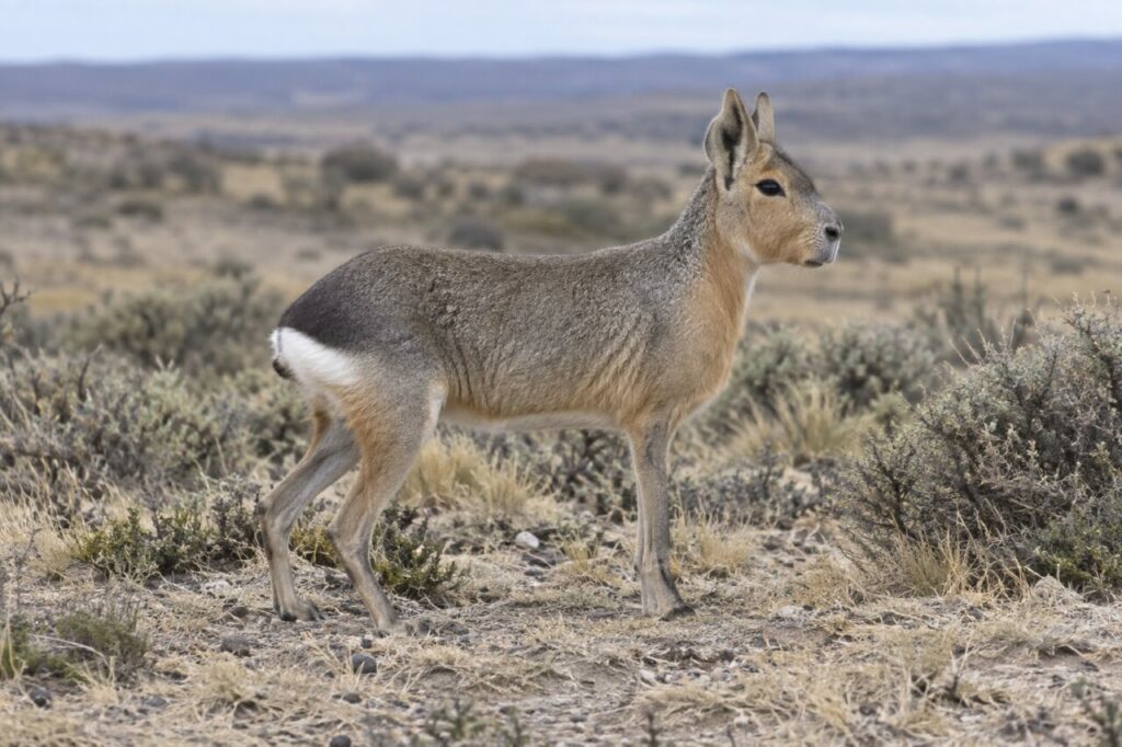 Mara de Patagonie en course sur une plaine sèche