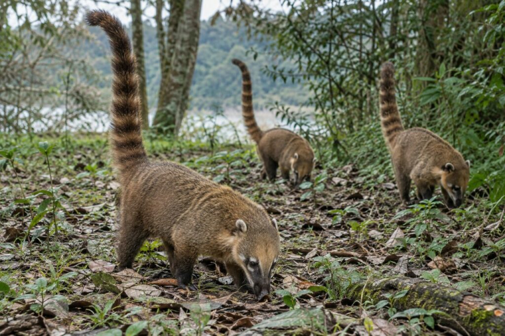 Groupe de coatis roux en recherche dans une clairière