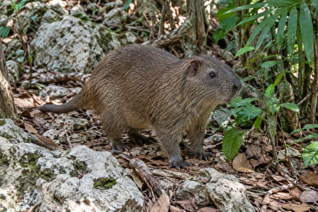 Hutia de Desmarest dans le sous-bois calcaire cubain