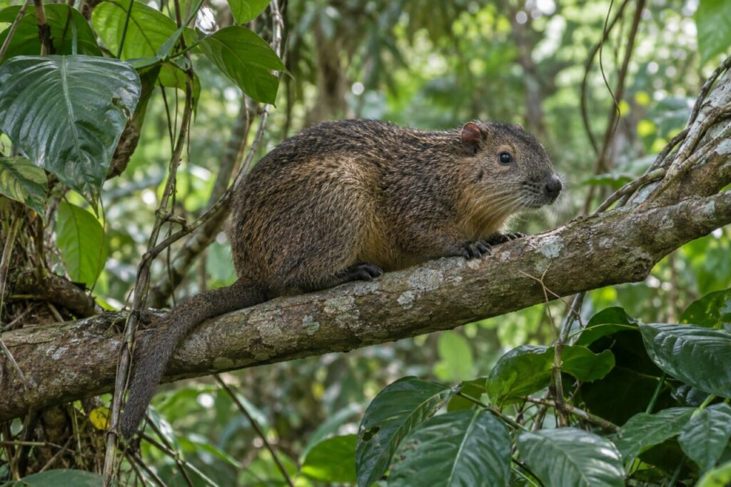 Hutia de Desmarest sur une branche basse parmi les plantes tropicales