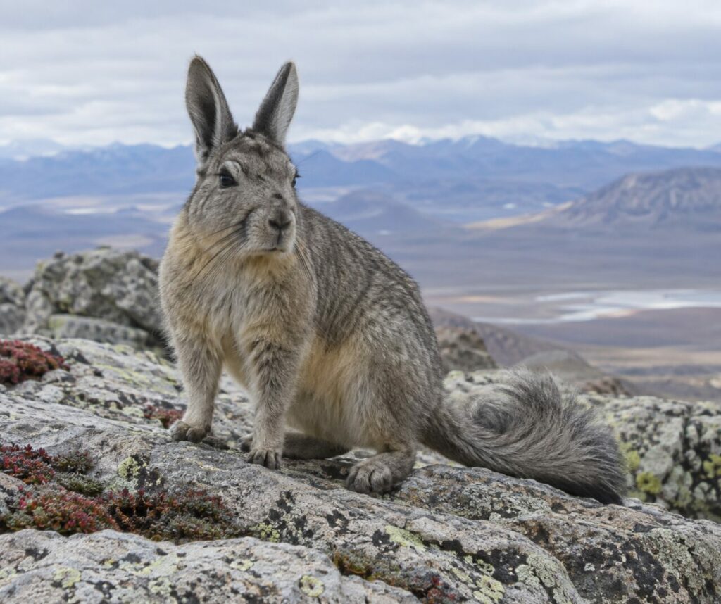 Lagidium viscacia sur le granite du bassin d’altiplano
