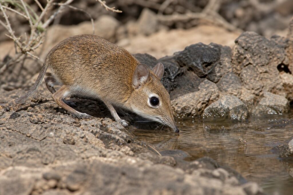 Observation du sengi à oreilles rondes dans le maquis rocheux