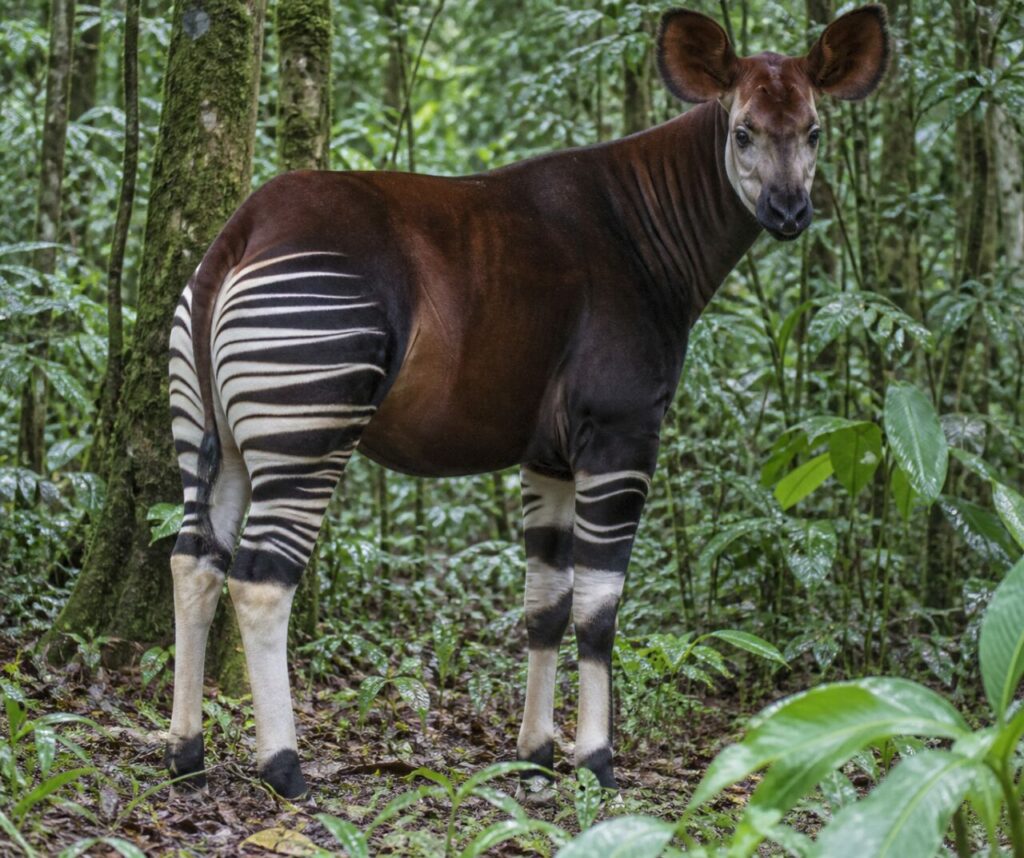Okapi dans une clairière de forêt tropicale