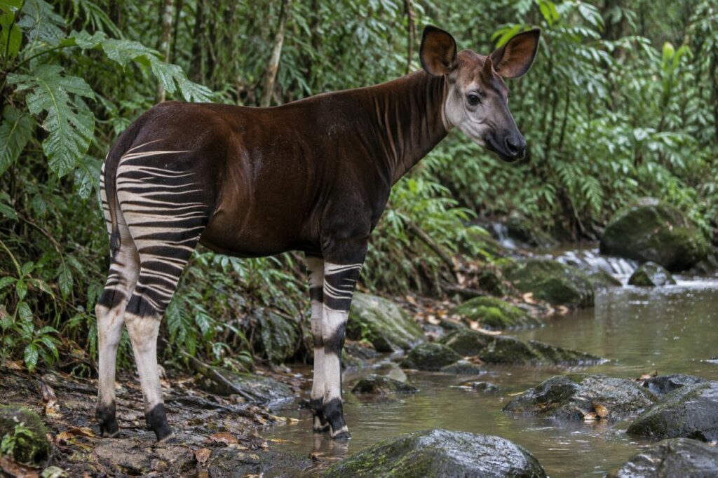 Okapi au bord d’un ruisseau de forêt tropicale