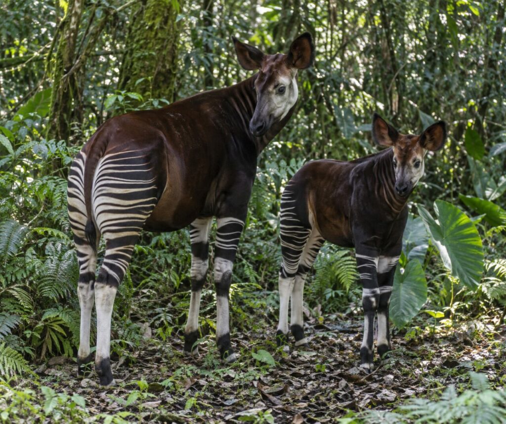 Deux okapis dans une clairière forestière
