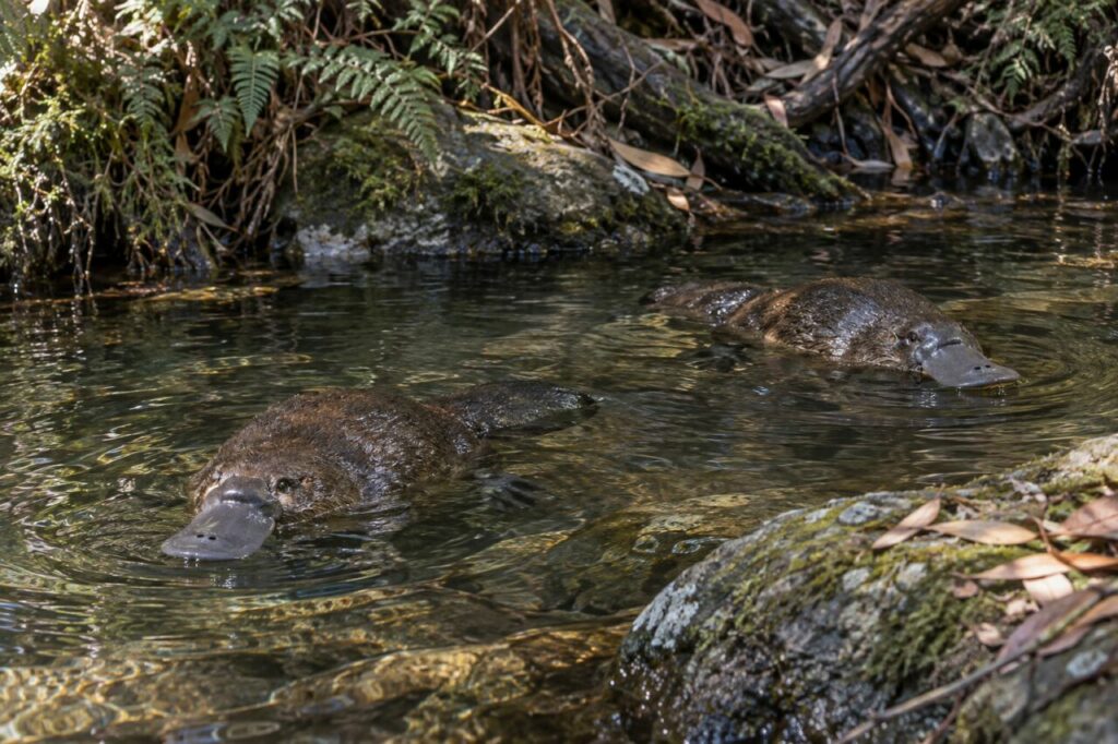 Deux ornithorynques dans un bassin forestier australien
