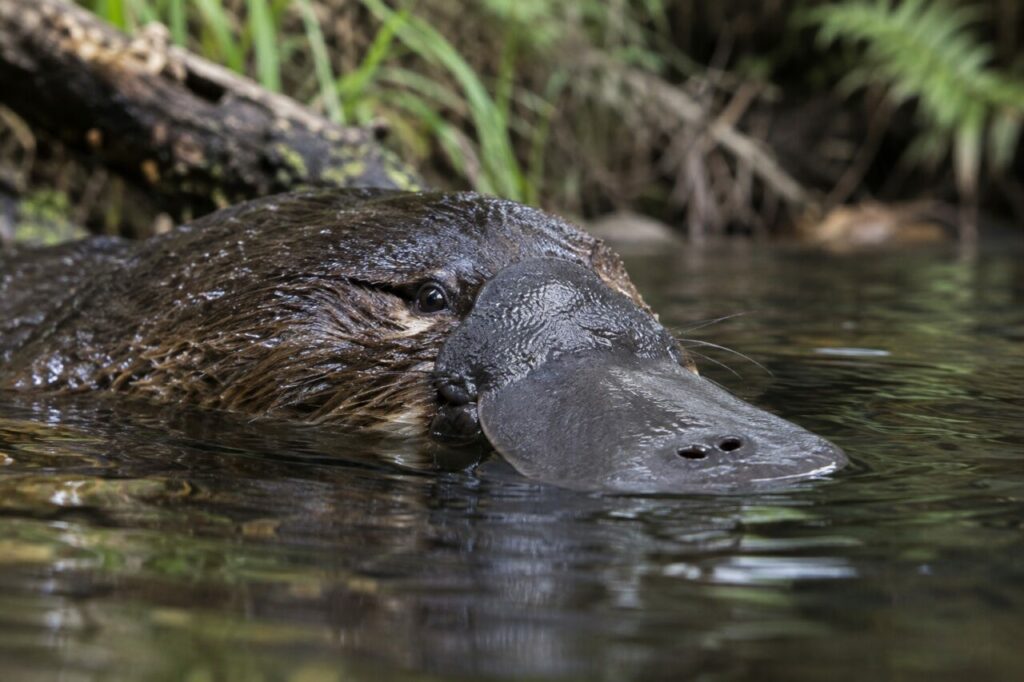 Tête d’ornithorynque au ras de l’eau