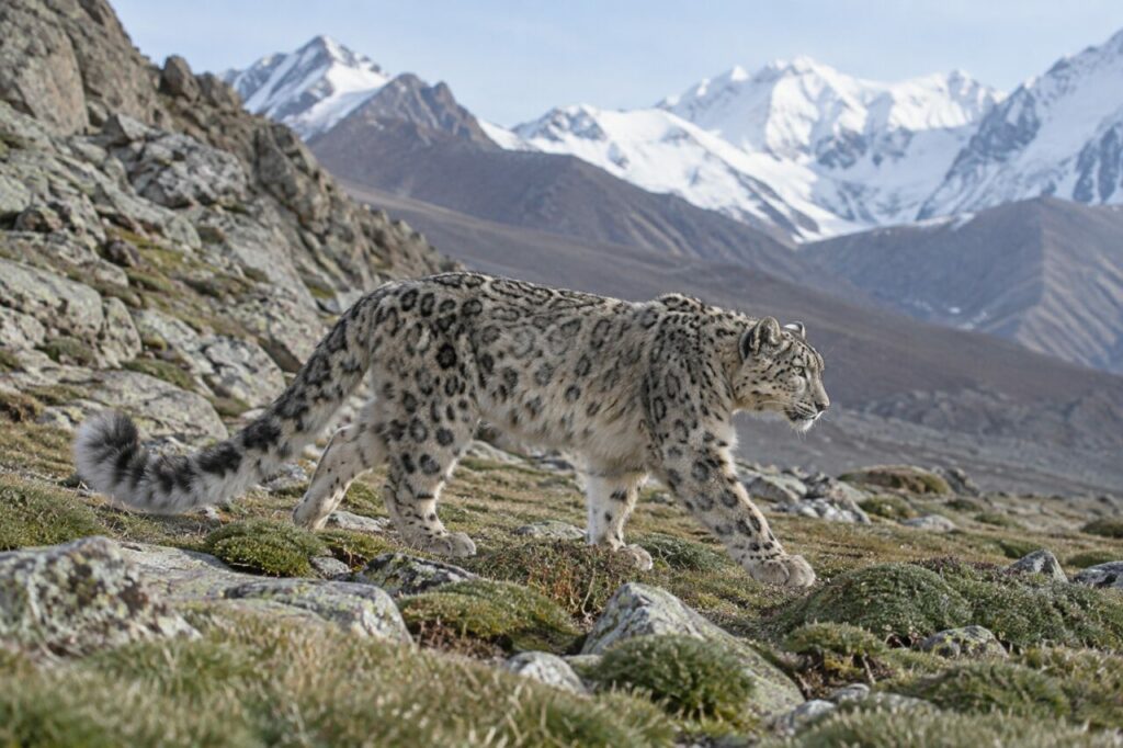 Léopard des neiges dans une prairie alpine sous les sommets