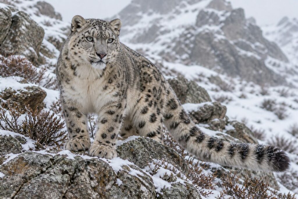 Léopard des neiges parmi les rochers après une chute de neige