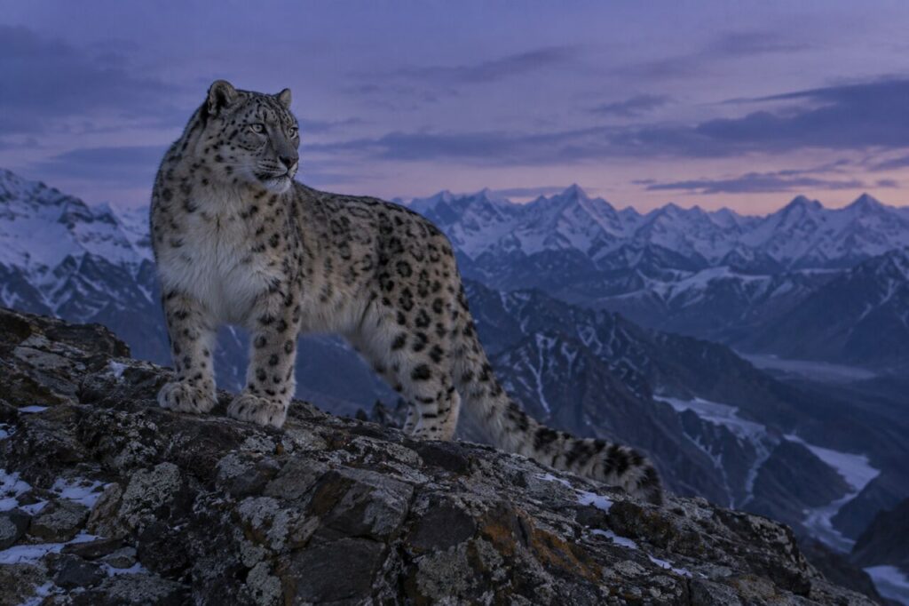 Léopard des neiges sur une crête à l’heure bleue