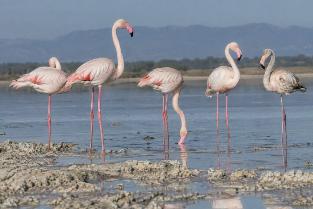 Groupe de flamants roses dans une lagune