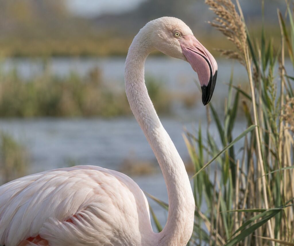 Flamant rose parmi les roseaux au bord de l’eau