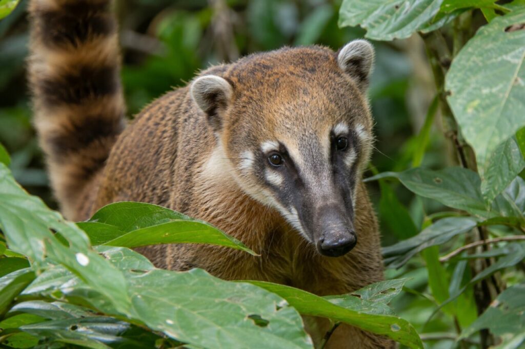 Portrait de coati roux entre de larges feuilles tropicales