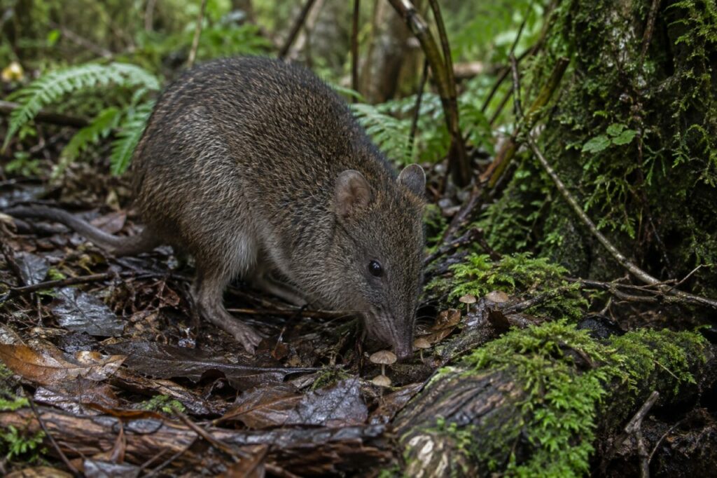Potoroo à long nez cherchant des champignons dans le sous-bois humide