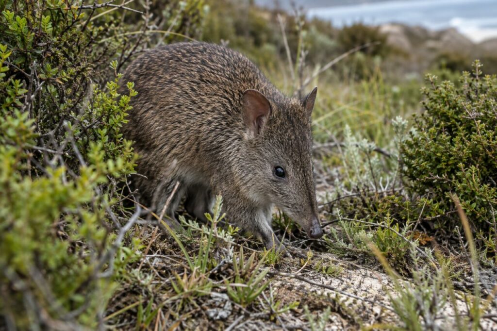 Potoroo à long nez dans une lande côtière australienne dense
