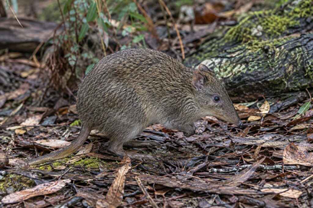 Potoroo à long nez près des feuilles et racines sur la litière forestière