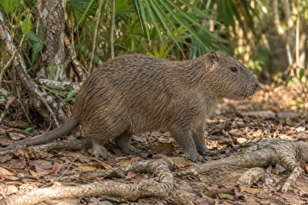 Profil d’un hutia près des racines et des feuilles sèches