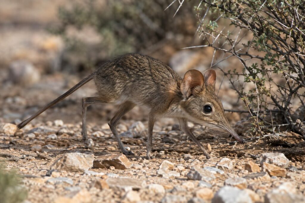 Recherche d’insectes par le sengi à oreilles rondes