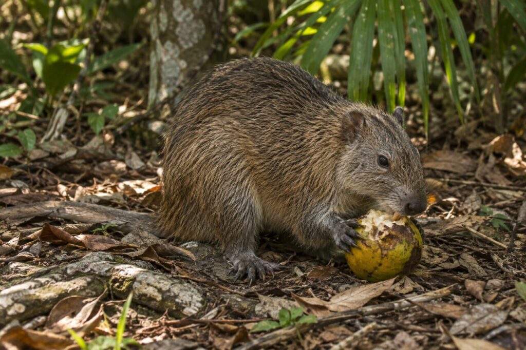 Un hutia mange un fruit tombé sur le sol cubain