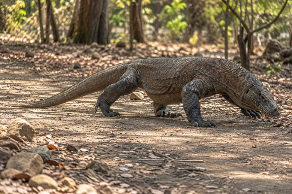 Dragon de Komodo sur un sentier forestier