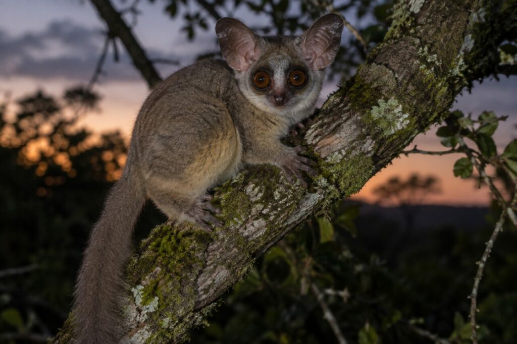 Gálago-grande africano — clinging to a mossy branch at dusk