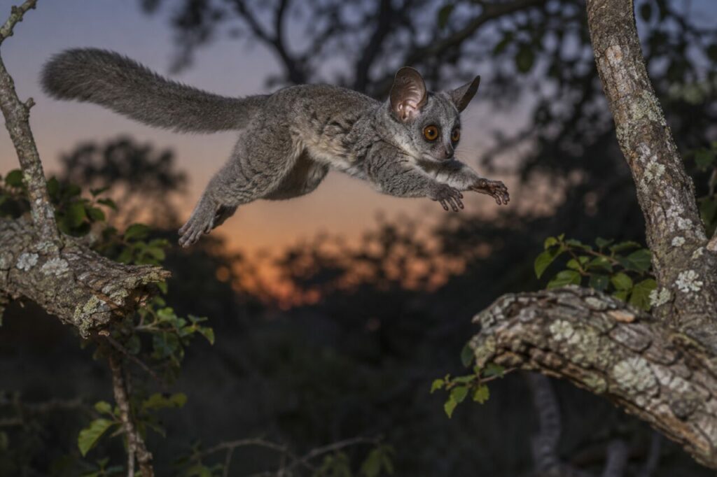 Gálago-grande africano — leaping between low woodland limbs