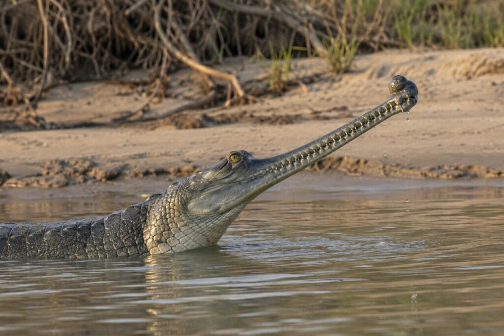 La tête relevée, un gavial du Gange mâle émerge près de la berge