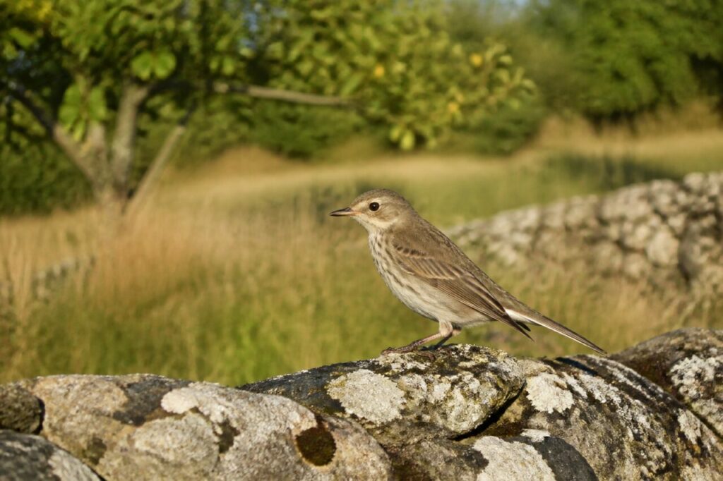 Gobe-mouche gris de profil sur un muret de pierre couvert de lichens