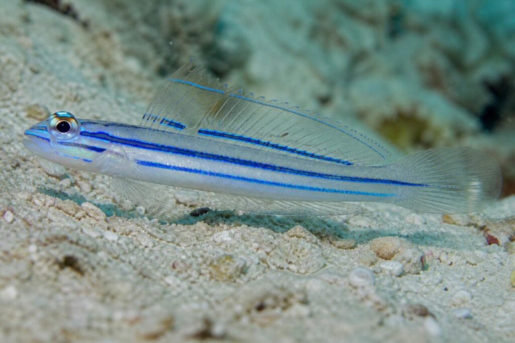 Blaue Neon-Grundel mit leuchtend blauen Linien — Seitenprofil über hellem Riffboden