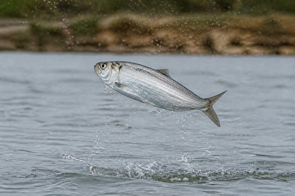 alosa adulta che salta sopra la superficie di un estuario atlantico