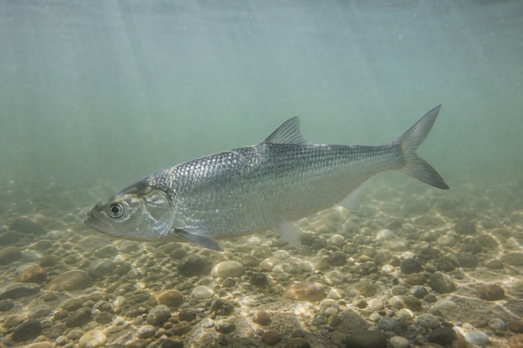 alosa adulta sopra i ciottoli in un canale estuarino salmastro