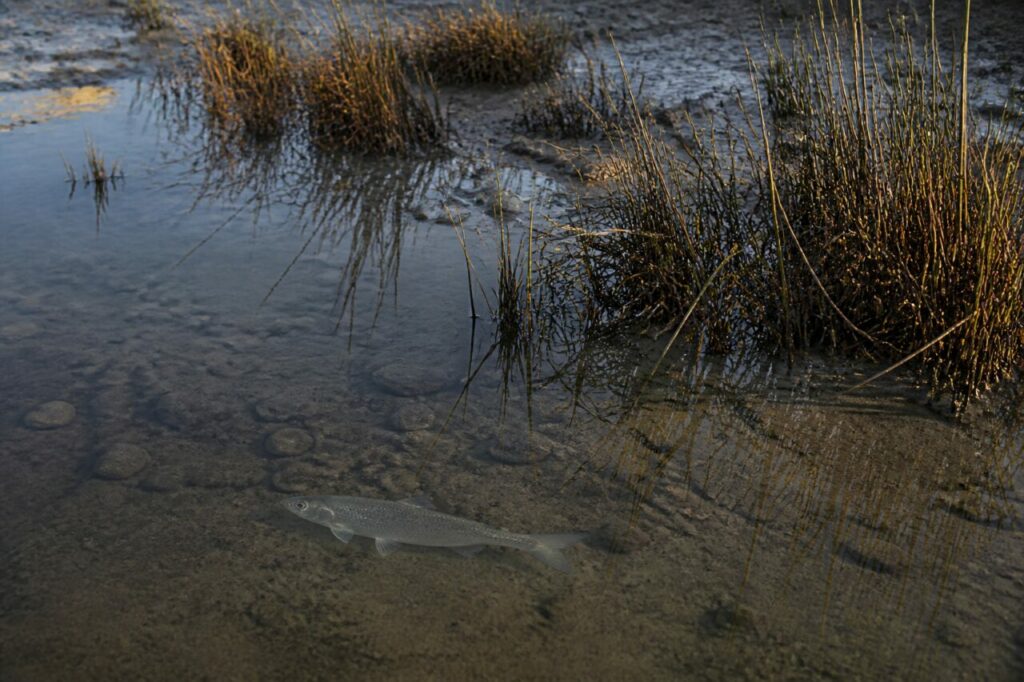 alosa adulta visibile nell’acqua bassa tra fango, ciottoli e canne europee
